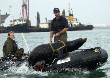 20120522-seal US_Navy_California_sea_lion_leaps_back_into_the_boat_following_harbor_patrol_training.jpg